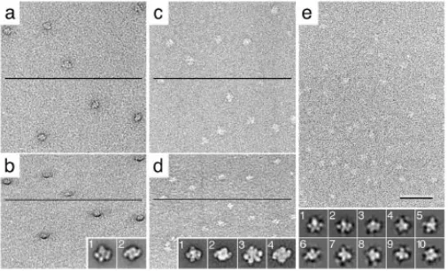 Fig. 1: Images of the TfR-Tf complex obtained with different negative staining protocols