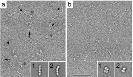 Fig. 2: Visualizing small molecules (< 100 kDa) prepared by the conventional negative staining protocol using uranyl formate
