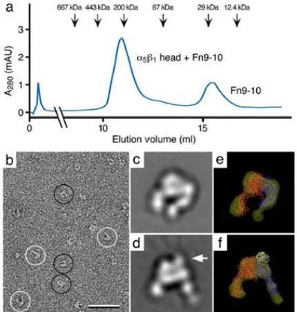 Fig. 3: Negative stain electron microscopy of the integrin  structures of the with and without a bound fibronectin (Fn) fragment containing Fn domains 7 to 10 (Fn9-10)