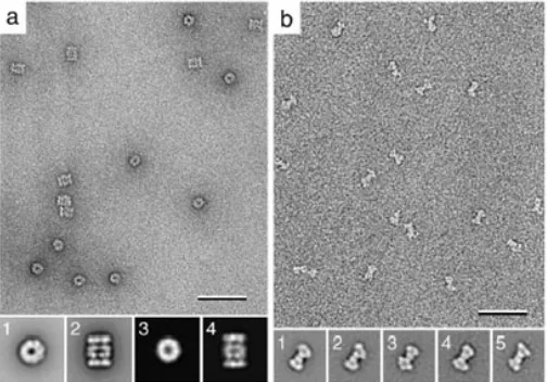Fig. 4: Apparent sample heterogeneity due to different particle orientations. a: Image of a negatively stained yeast proteasomes