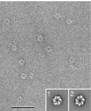 Fig. 6: Conformational equilibrium of integrin  b:closed conformation (insets 1 and 2 show representative class averages)