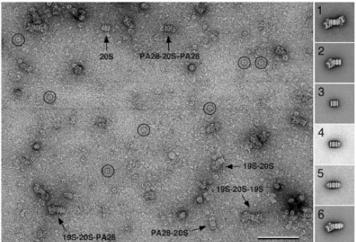 Figure 7a shows an image, where TfR at a concentration of 25 nM was mixed with Tf at a 1:1 molar ratio