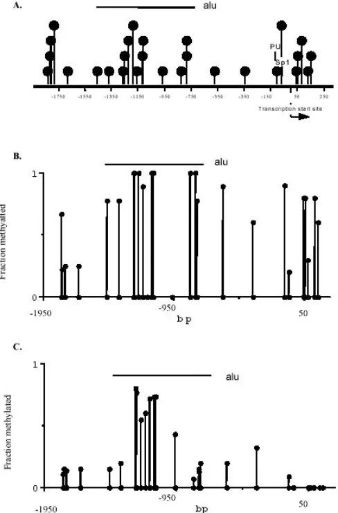 Figure 2A. The first 1300 bp 5' to the transcription initiation site 