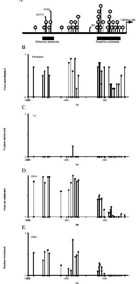 Fig. 2: PRF1 promoter methylation elements, and enhancer elements are identified. Each shaded circle identifies a potentially methylatable CG pair