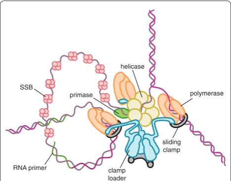 Figure 1. Architecture of the bacterial replication fork. The helicase is a homohexamer that encircles the lagging strand and binds directly to the primase synthesizing the primer RNA