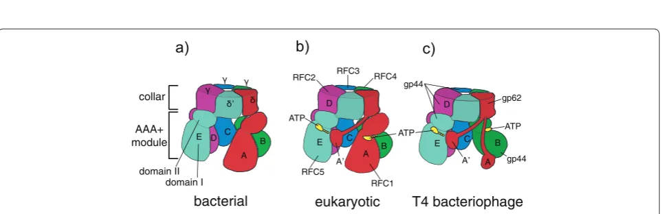 Figure 2. Clamp loaders place sliding clamps at primer-template junctions for processive DNA replication
