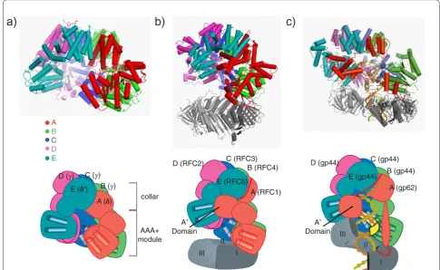 Figure 4. Structures of clamp loaders from diferent branches of life and in diferent bound states
