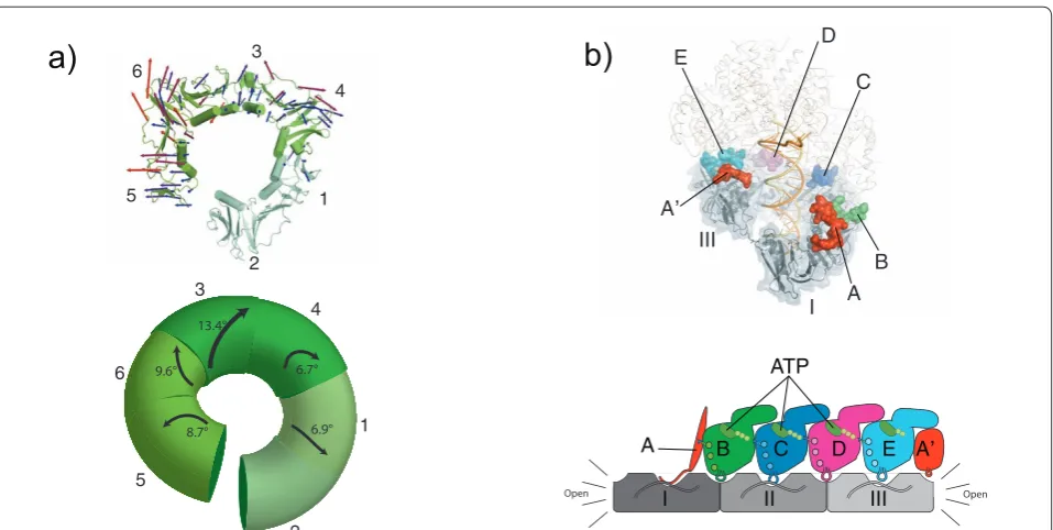 Figure 5. Clamp loader interactions to open the sliding clamp. vectors compared from the closed planar structure (PDB code 1CZD) [13] to that of the open form (PDB code 3U60) [60] are mapped out onto the structure and are scaled up by a factor of 4 and col