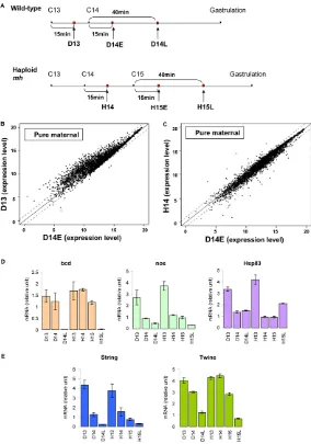 Fig. 3. Time-dependent maternal RNA degradation.(A) Collection scheme of wild-type and haploid embryos for