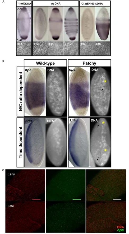 Fig. 6. Coupling of transcription of N/C ratio-dependent genes tomitotic cycles.embryo with patches in early and late interphase