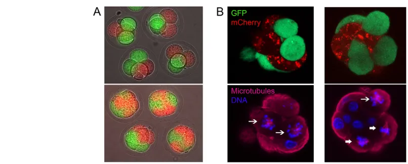 Fig. 6. The switch to kinesin 5 independence is independent of clonal lineage. (visualise mCherry, GFP, microtubules and DNA (Hoechst) simultaneously