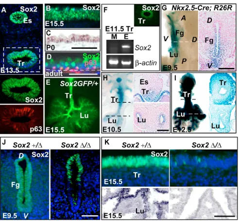 Fig. 1. Expression of Sox2 in the trachea and use of Nkx2.5-Cretrachea. (A) Immunohistochemical localization of Sox2 protein in theesophagus and trachea at E13.5