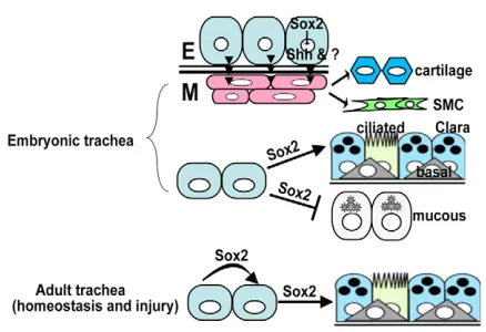 Fig. 8. Model for the roles of Sox2 in developing and adulttrachea. results in a decreased number of basal, Clara and ciliated cells, andmore mucus-producing cells in the developing trachea