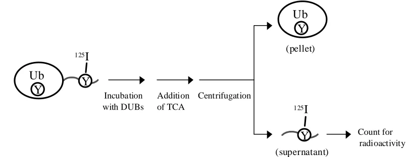 Fig. 1. Schematic representation for a method for assaying DUBs using 125I-Ub-PESTc.
