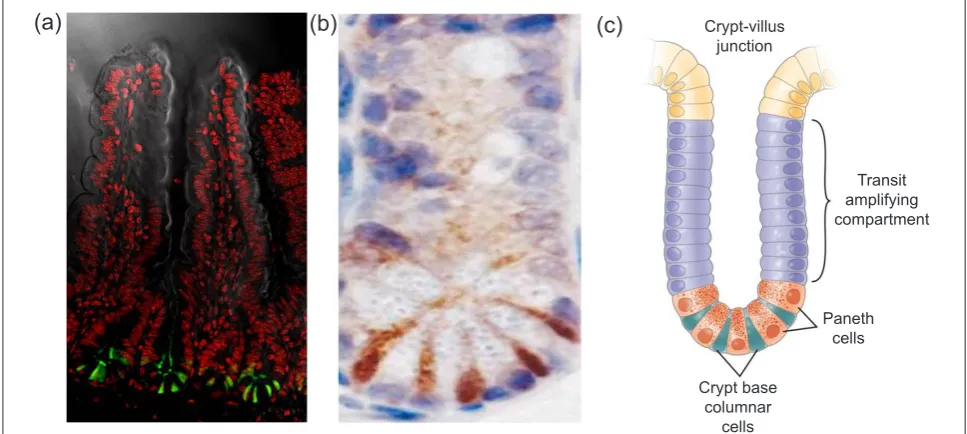 Figure 2. Expression of Lgr5-GFP at crypt bottoms. (a) Lgrf-5 is shown in green, with a counterstain for DNA in red to outline crypts and villi