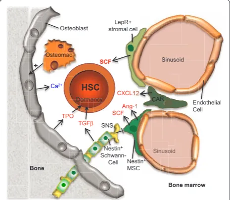 Figure 7. Model showing the various cell types comprising the bone marrow hematopoietic stem cell (HSC) niche