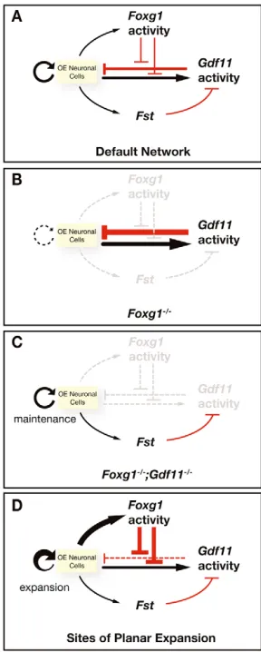 Fig. 9. Absence of Gdf11Foxg1sections through the brains of wild type,  does not rescue defects in Foxg1–/–cerebral cortex