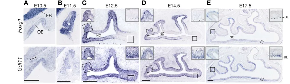 Fig. 2. Expression of Foxg1 Gdf11 forebrain; OE, olfactory epithelium. (and E17.5 in wild-type mice