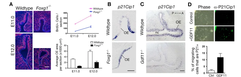 Fig. 3. Cell proliferation and p21Cip1 expression in mutant and wild-type OE. (in is up; ventral, down