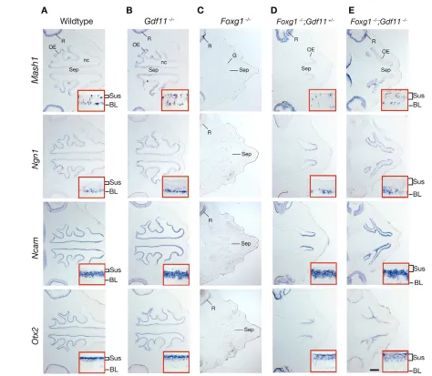 Fig. 6. Rescue of OE neurogenesis in Foxg1mutants, particularly in terms of OE planar expanse and nasal cavity morphogenesis