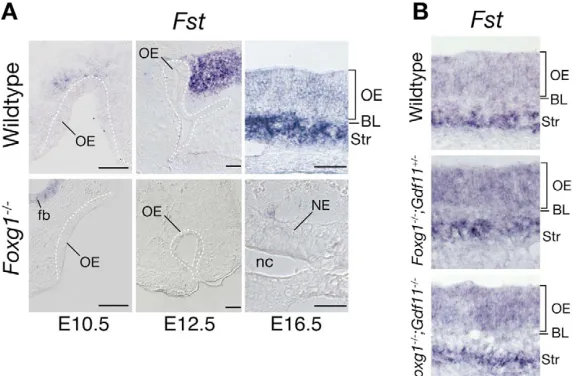 Fig. 7. Downregulation of Fst expression in Foxg1–/–nasal mucosa is rescued by loss of Gdf11