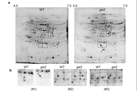 Fig. 1 Proteomic analysis of seed proteins in the grain width 2 (gw2) mutant of rice, Oochikara