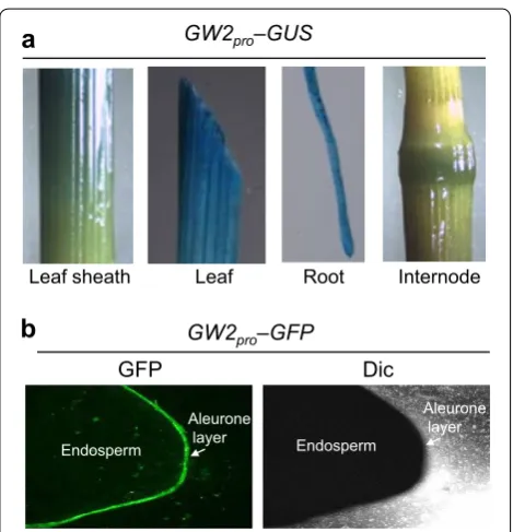 Fig. 4 Accumulation of PDIL1-1 protein in gw2 mutant (Oochikara) and wild-type (Norin 22) seeds during development