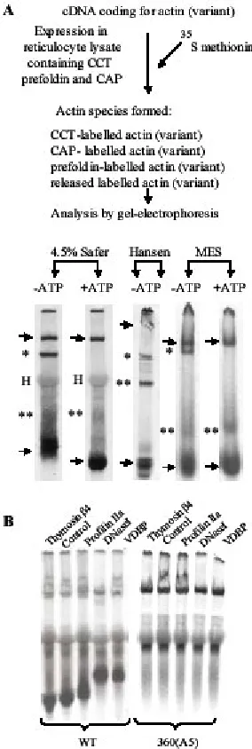 Fig. 1: Actin-complexes have different mobilities on different native gels. in reticulocyte lysate