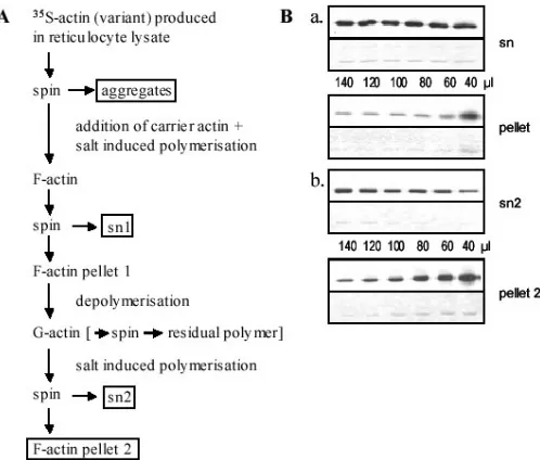 Fig. 2: Outline and optimization of copolymerization tests. (A) Outline of The fractions that we analyse via SDS-PAGE are boxed