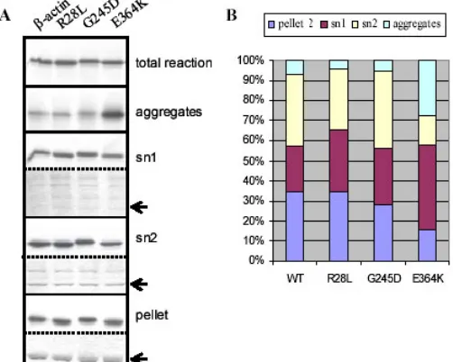 Fig. 5: The βG245D. (E) Autoradiogram of a native gel analysis in the presence of ATP of tested ABPs, however G245D shows decreased binding to CCT and E364K is not efficiently released by CCT and prefoldin.the actin fold (48) with the positions of the muta