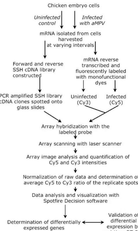 Table 1: Number of genes transcriptionally altered over a 96h time-course. 