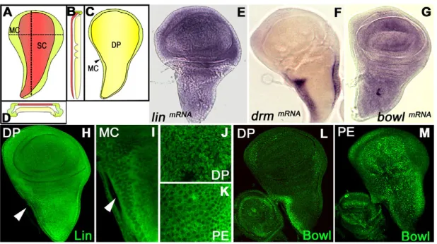 Fig. 1. Lin/Drm/Bowl regulatory interaction inthe wing imaginal disc.representation of the epithelial layers of the wingimaginal disc: peripodial epithelium (containing thesquamous cells and the marginal cells) (A),longitudinal section (B), disc proper (C)