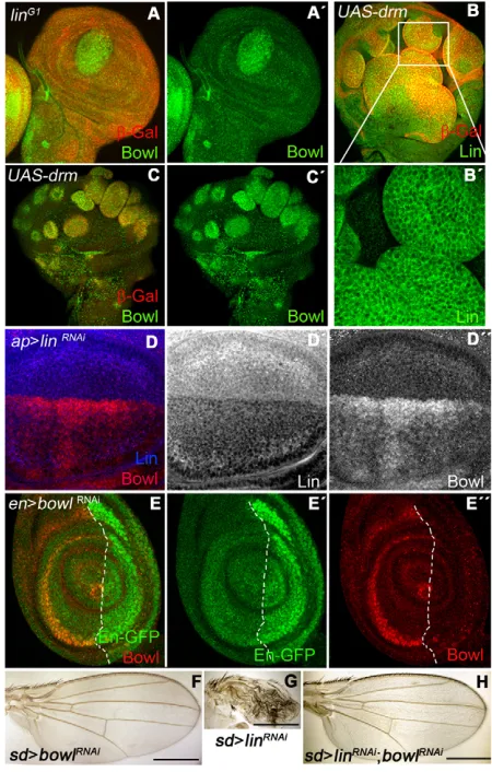 Fig. 2. Functional interaction between Lin, Drm and Bowl in wingdevelopment.phenotype in terms of reduction of wing size