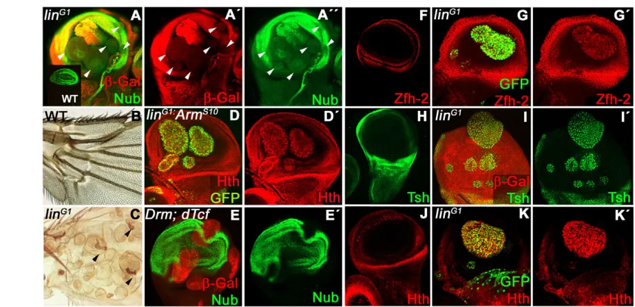 Fig. 3. Repression of Wg responses; P/D transformation of linactivation of Zfh-2 (red in G,Gclones co-expressing Drm and dTcf (red in E)