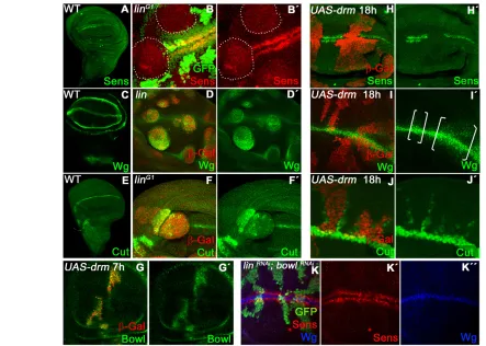 Fig. 4. Deregulation of Wg and Notch responses at the DV border of the wing disc. (wild-type wing disc