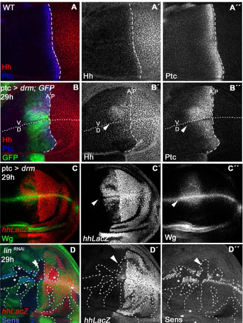 Fig. 5. Drm/Bowl induces the ectopic activation of Hh in the wingdisc.29 hours of Drm induction)