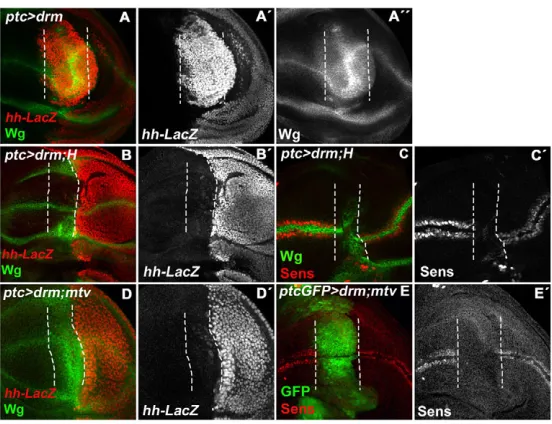Fig. 7. H or Mtv partially suppress the effects of ectopic