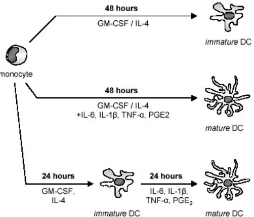 Fig. 1: Two different strategies were tested to identify an optimal protocol for the generation of dendritic cells from monocytes within 48 hours.Monocytes were cultured with GM-CSF and IL-4 to generate immature DCs (top)