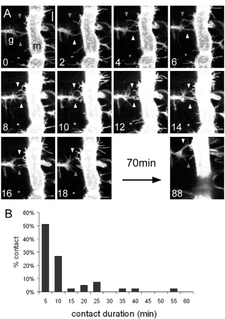 Fig. 4. Stabilized and lost contacts between myopodia andgrowth cones.cones is traced by time-lapse imaging with 2-minute intervals thatspans the entire period of synaptogenesis (13:17-14:45 hours)