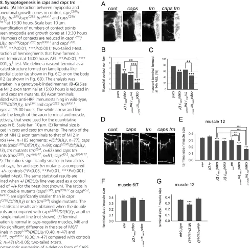 Fig. 8. Synaptogenesis in caps and caps trn