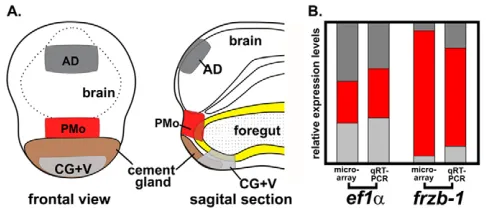 Fig. 1. Schematic summarizing microarray screen for geneswhose expression is enriched in the primary mouth anlage.(AD, dark gray), ventral region including the cement gland (CG+V, lightgray) and the presumptive primary mouth (PMo, red)