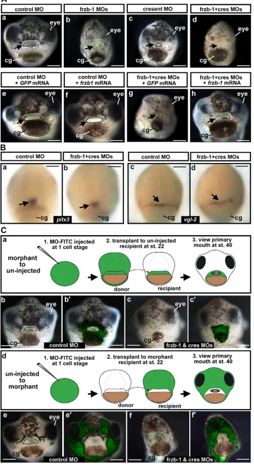 Fig. 3. frzb-1/crescent Although the primary mouth is not a normal shape, a deepinvagination forms, followed by perforation