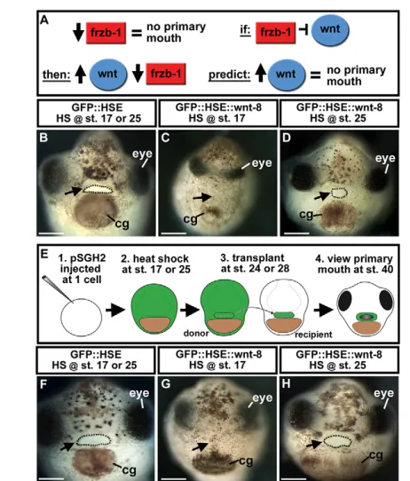Fig. 4. Temporal and spatial overexpression of wnt-8 under control
