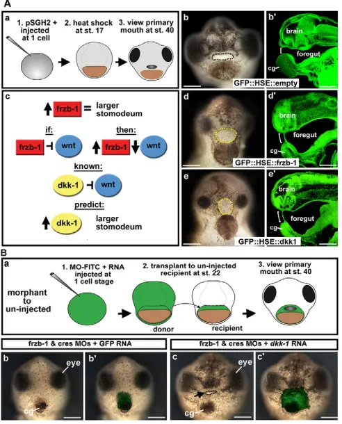 Fig. 5. Frzb-1 and Dkk-1 regulate the same pathway. (is derived from embryos injected with the location of the donor tissue in the recipient