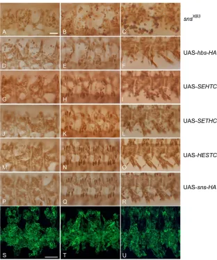 Fig. 4. Comparison of the ability of various Sns-Hbs chimeric proteins to rescue the sns mutantmyoblast fusion defect