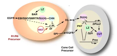 Fig. 1. Model for cone-cell induction. A schematic of the cone-cell
