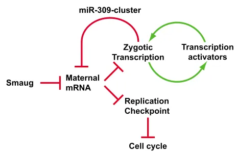 Fig. 7. A Smaug gradient triggers graded transcription and maternal mRNA destruction. (interphase 14 (B,F)