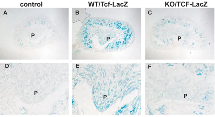 Fig. 2. Tcf/β-catenin reportertransgene expression in wild-type