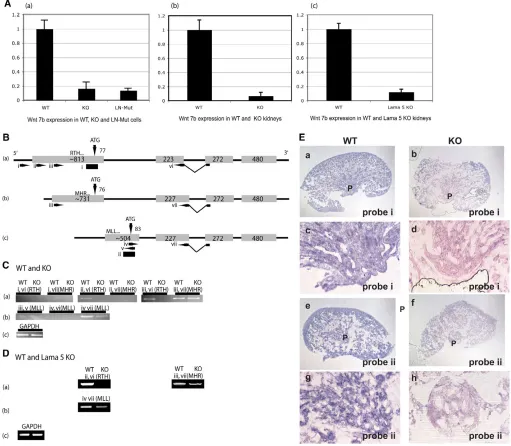 Fig. 3. Differential expression of Wnt7bkidneys, and (c) WT and Wnt7bWnt7b transcripts in α3β1 integrin KO papillae