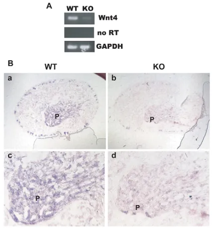 Fig. 4. Expression of Wnt4deficient kidney papillae. integrin KO mouse papillae. The middle panel is a control reaction thatomitted reverse transcriptase (RT)